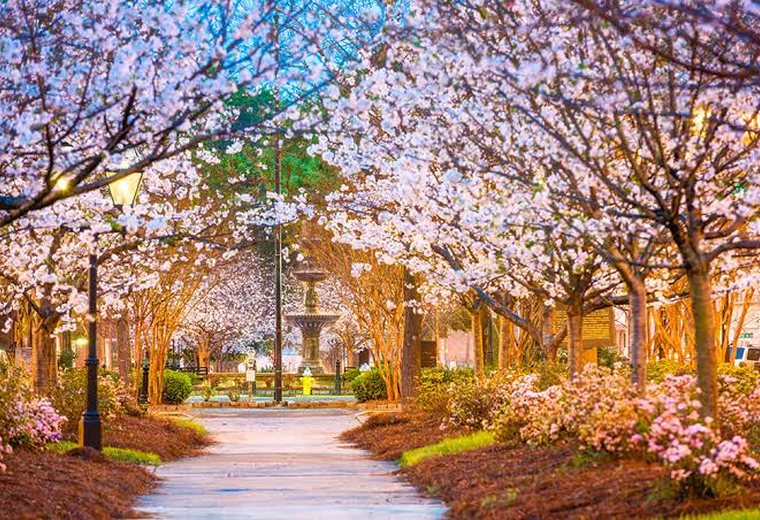 Cherry Blossom Season, Macon